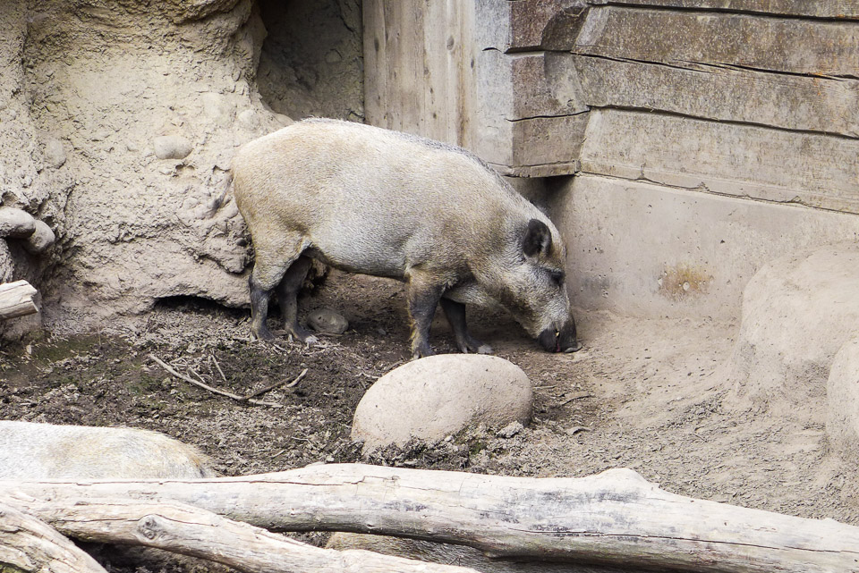 P1000764.jpg
