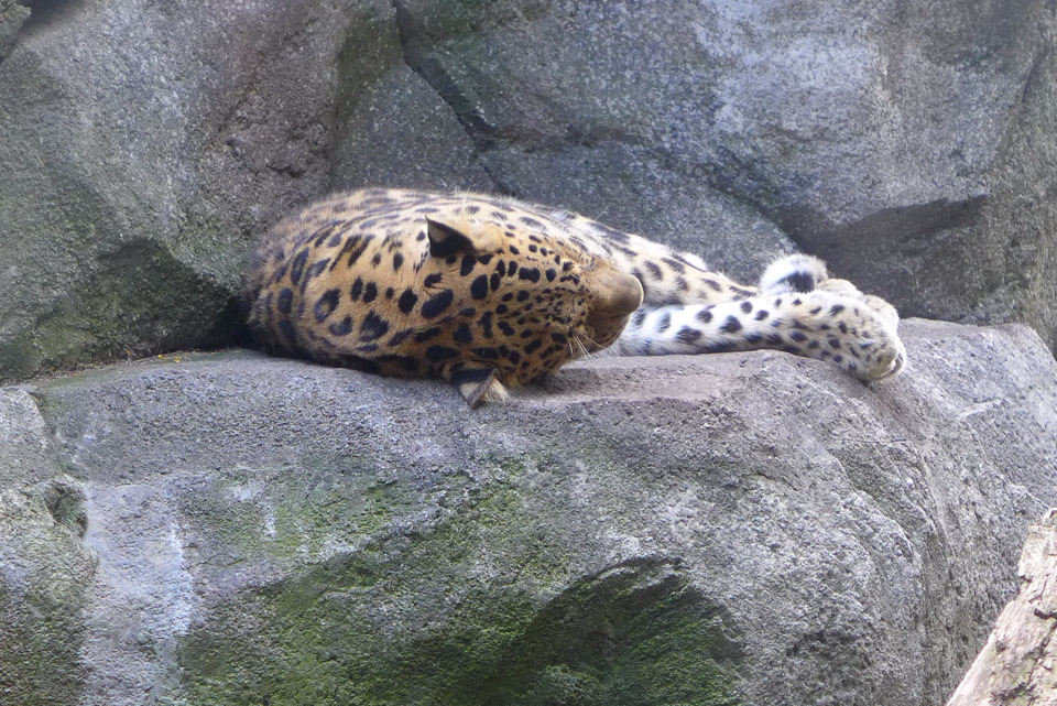 P1000770.jpg