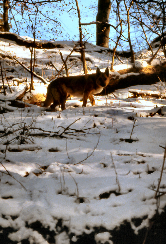 sandra-08_517761742_o.jpg