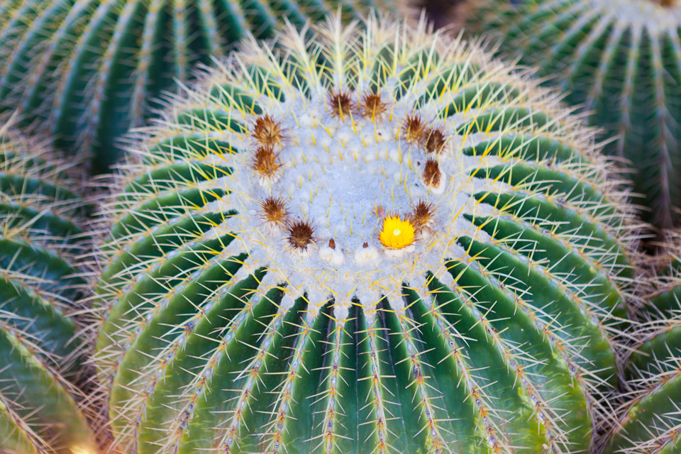 Desert-Botanical-Garden-3894.jpg