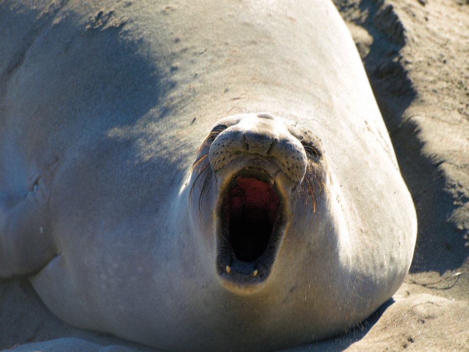 Elephant-Seals-2009-01-032.jpg