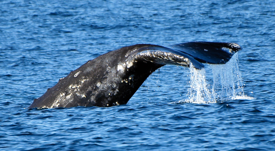 Monterey-Whale-Watching-2009-01-076.jpg