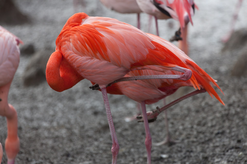 Tierpark-Hellabrunn-2014-IMG_7328.jpg