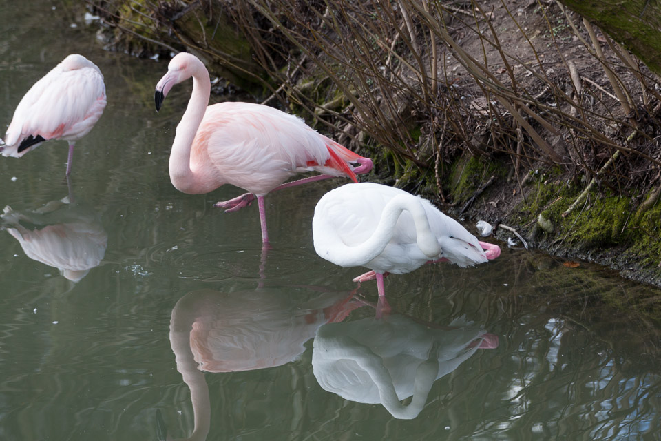 Tierpark-Hellabrunn-2014-IMG_7331.jpg