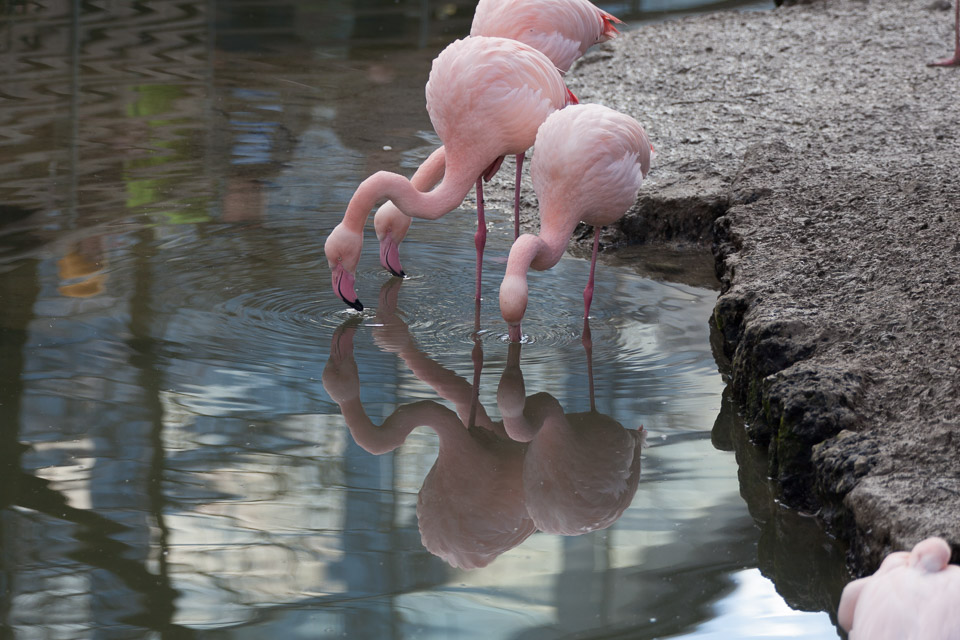 Tierpark-Hellabrunn-2014-IMG_7332.jpg
