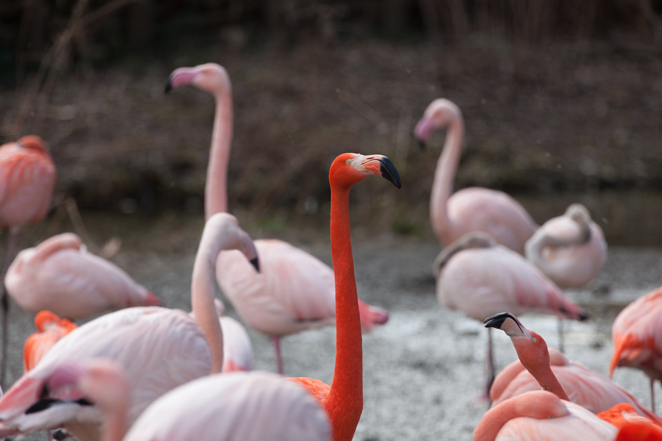 Tierpark-Hellabrunn-2014-IMG_7333.jpg