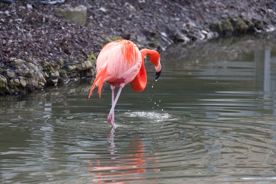 Tierpark-Hellabrunn-2014-IMG_7334.jpg