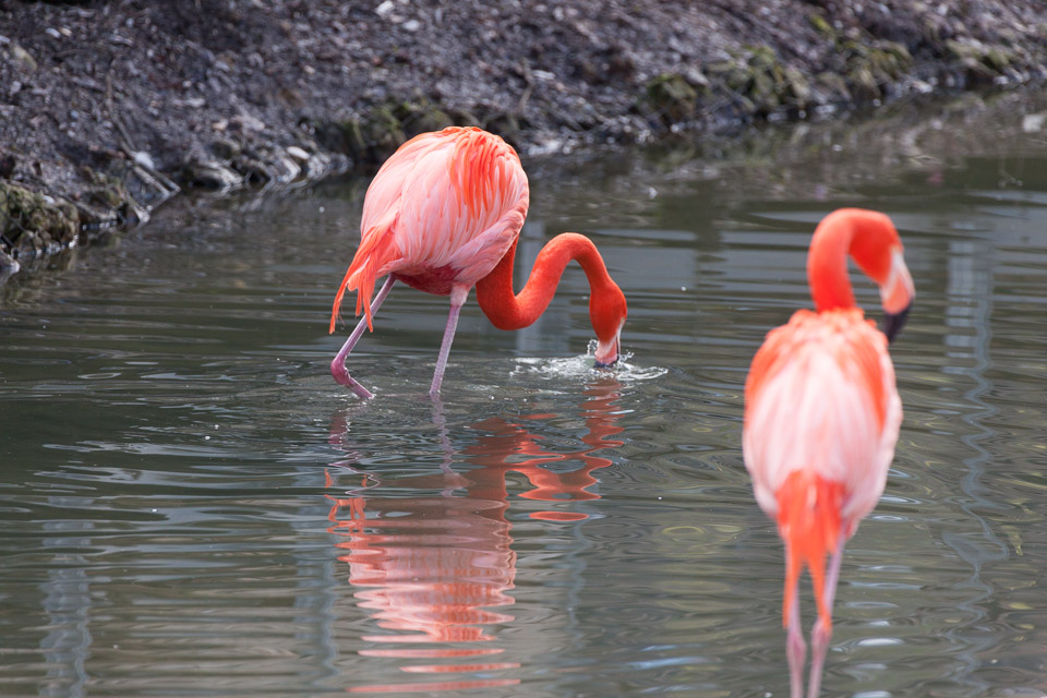 Tierpark-Hellabrunn-2014-IMG_7335.jpg