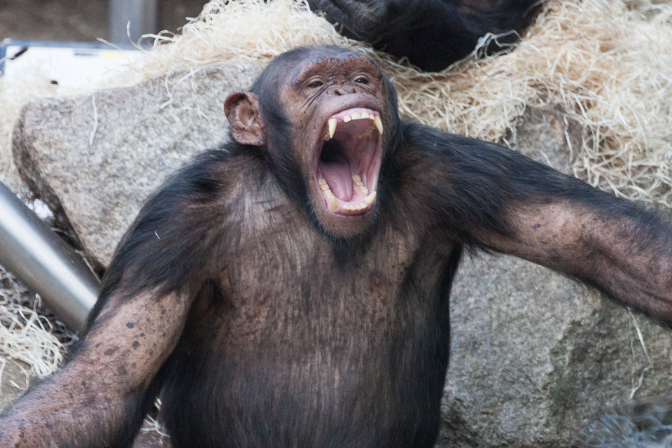 Tierpark-Hellabrunn-2014-IMG_7341.jpg
