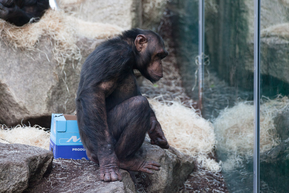 Tierpark-Hellabrunn-2014-IMG_7343.jpg