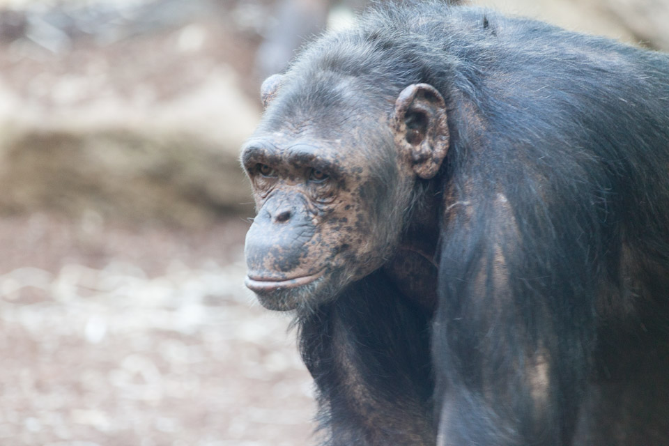 Tierpark-Hellabrunn-2014-IMG_7346.jpg