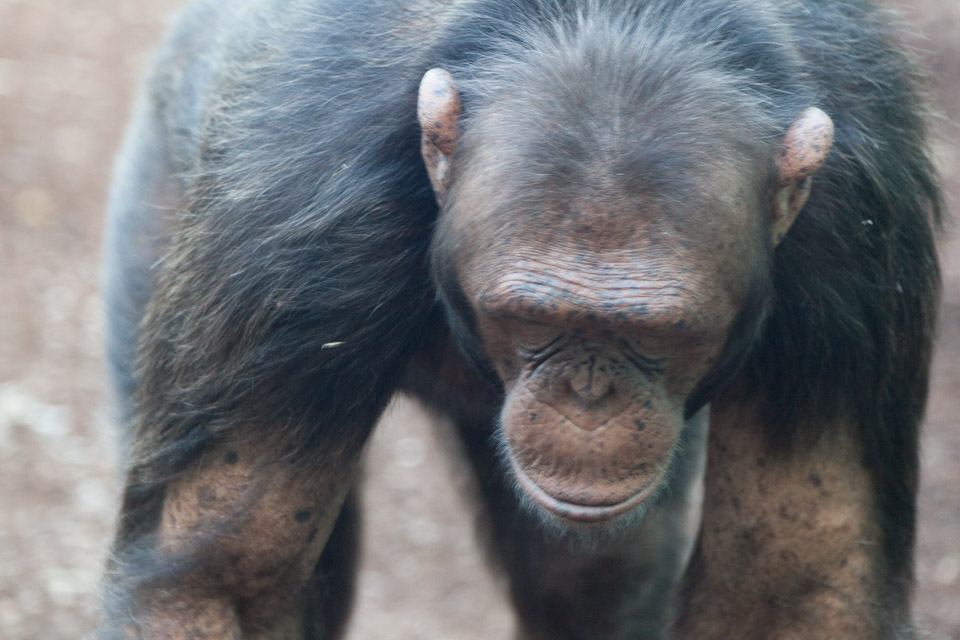 Tierpark-Hellabrunn-2014-IMG_7348.jpg