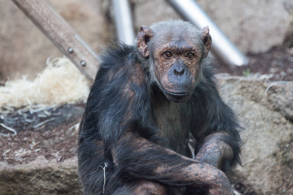 Tierpark-Hellabrunn-2014-IMG_7349.jpg