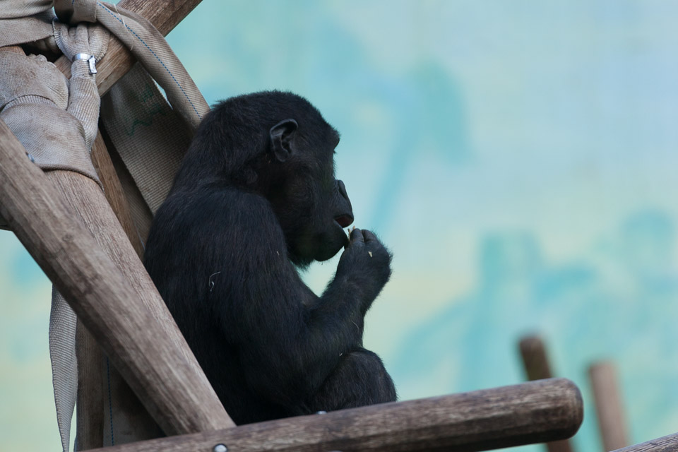 Tierpark-Hellabrunn-2014-IMG_7350.jpg