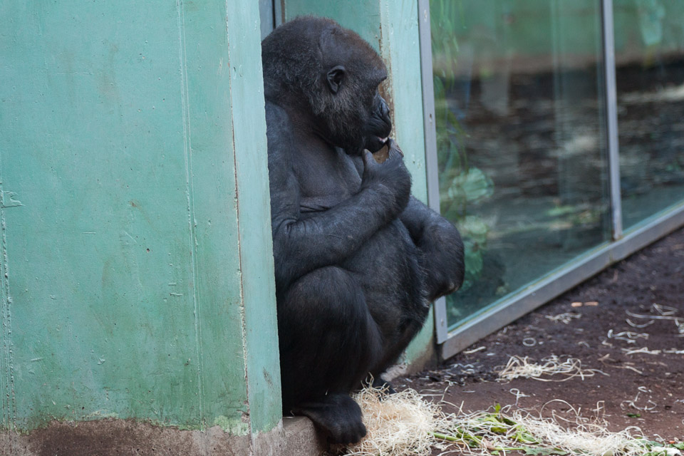 Tierpark-Hellabrunn-2014-IMG_7354.jpg