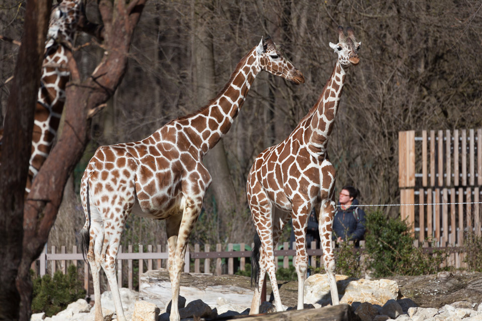 Tierpark-Hellabrunn-2014-IMG_7361.jpg