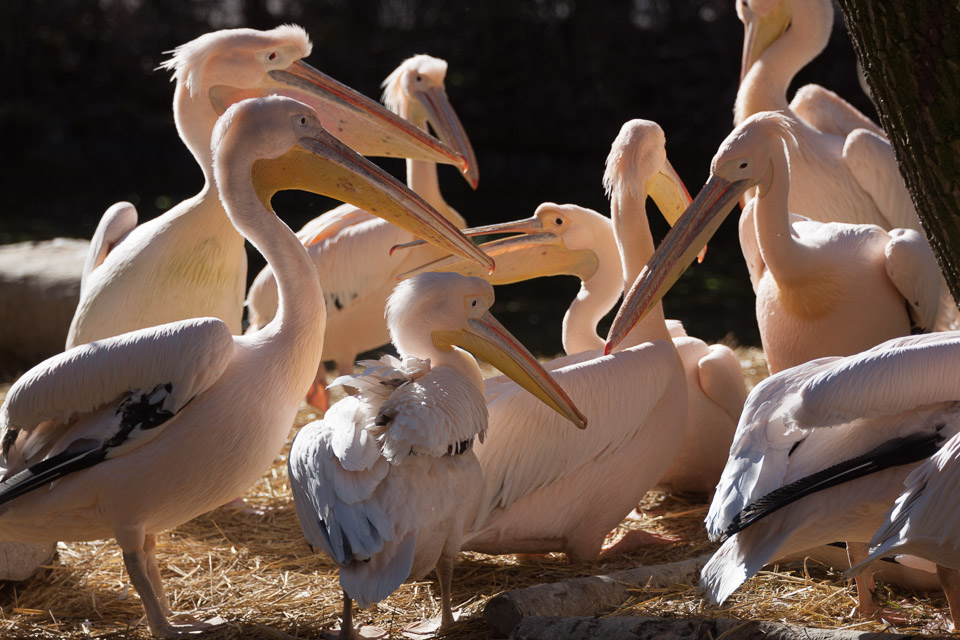 Tierpark-Hellabrunn-2014-IMG_7367.jpg