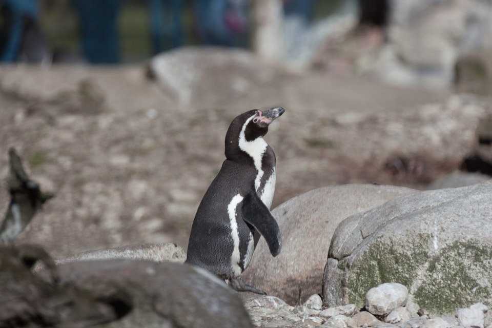 Tierpark-Hellabrunn-2014-IMG_7373.jpg