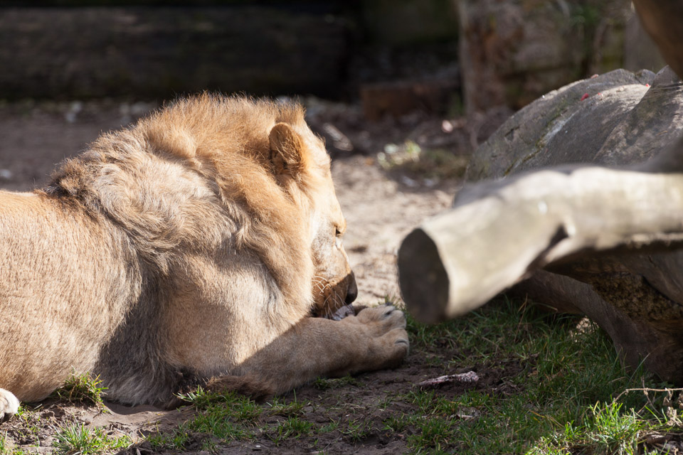 Tierpark-Hellabrunn-2014-IMG_7382.jpg