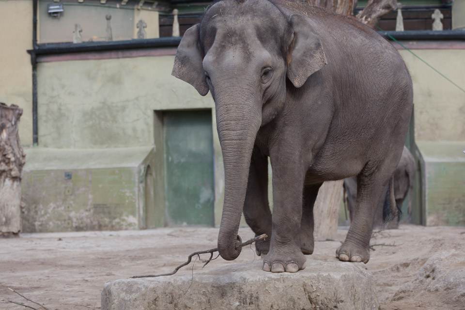 Tierpark-Hellabrunn-2014-IMG_7385.jpg