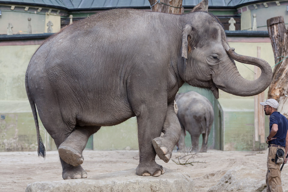 Tierpark-Hellabrunn-2014-IMG_7386.jpg