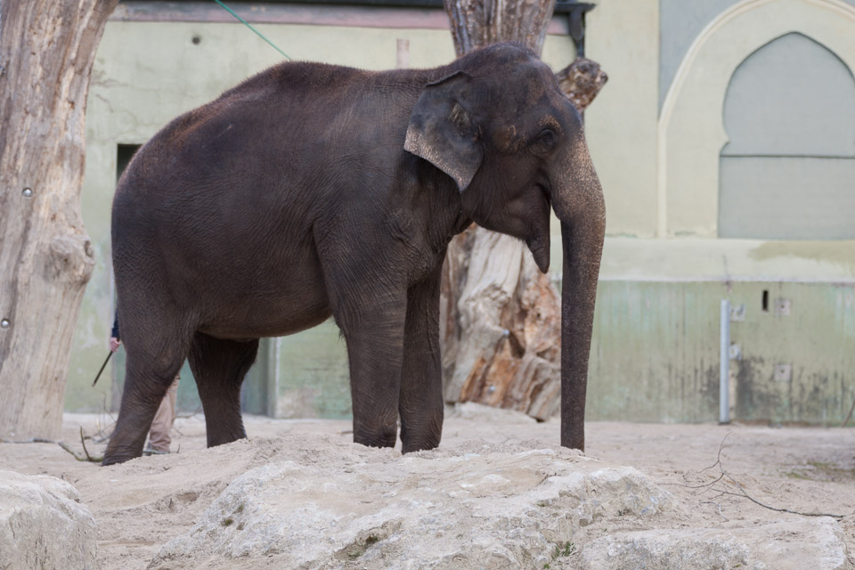 Tierpark-Hellabrunn-2014-IMG_7392.jpg
