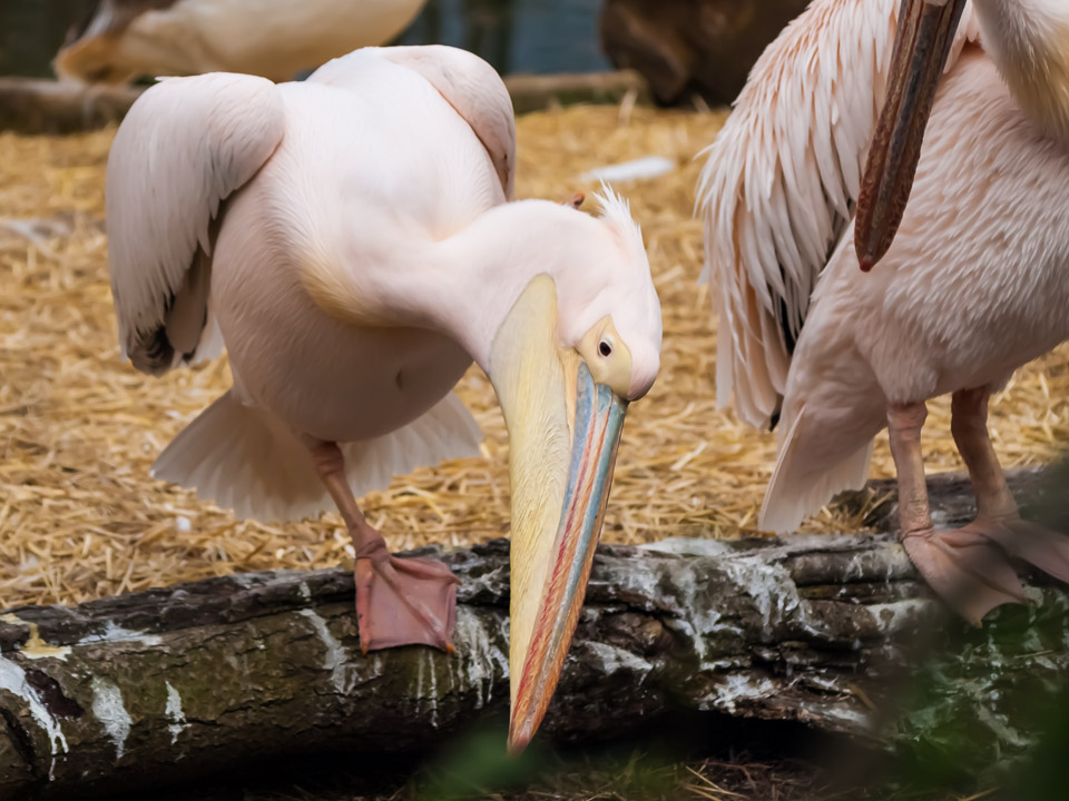 Tierpark_Hellabrunn_P4105443.jpg