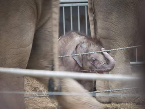 Tierpark_Hellabrunn_P4105388.jpg