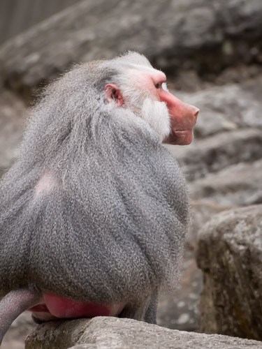 Tierpark_Hellabrunn_P4105406.jpg