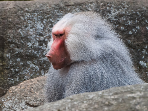 Tierpark_Hellabrunn_P4105410.jpg