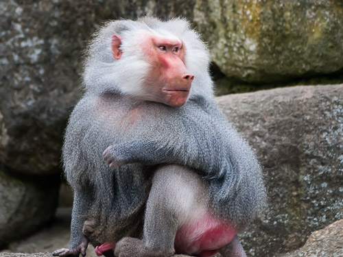 Tierpark_Hellabrunn_P4105412.jpg