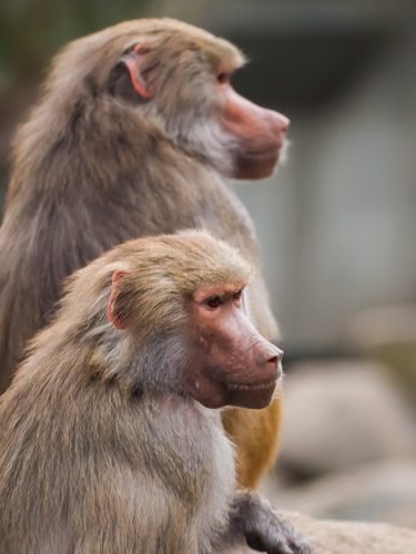 Tierpark_Hellabrunn_P4105417.jpg