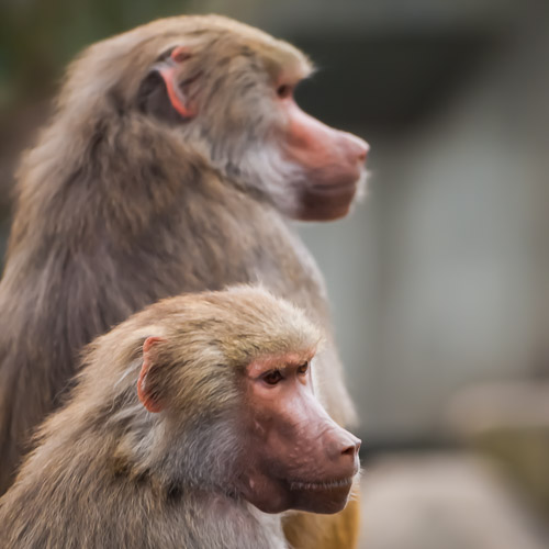 Munich Zoo