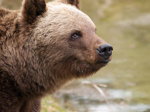 Tierpark_Hellabrunn_P4105440.jpg