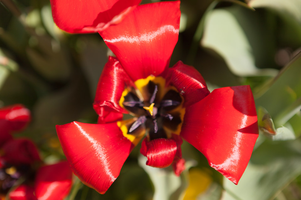 Spring_Flowers_IMG_4595.jpg