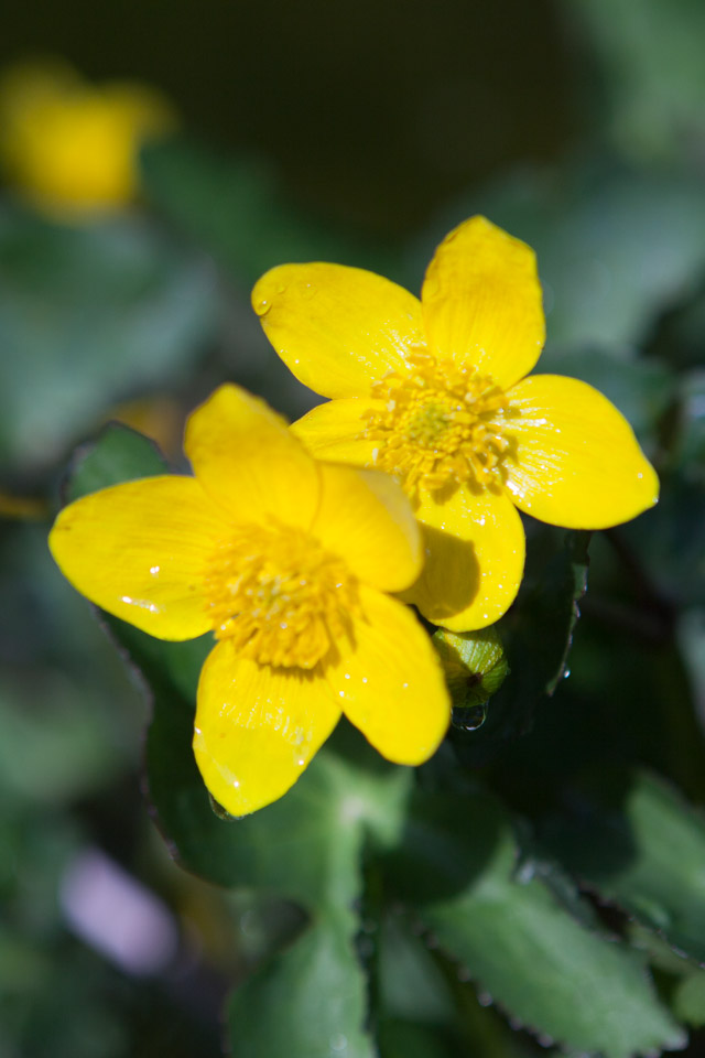 Spring_Flowers_IMG_4608.jpg