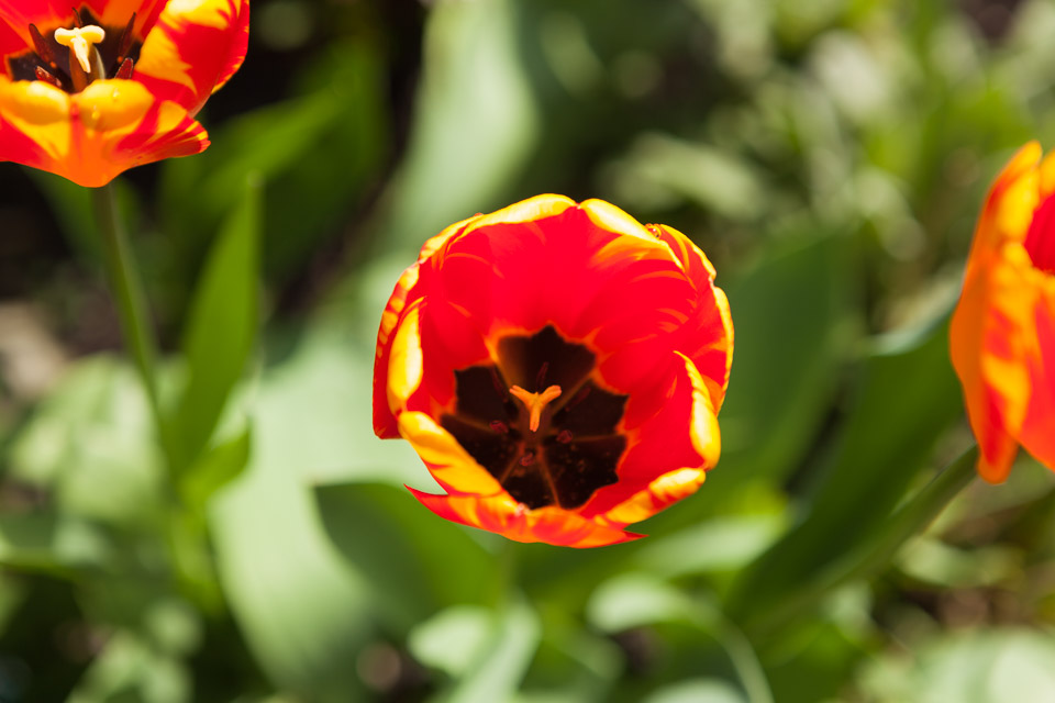 Spring_Flowers_IMG_4609.jpg