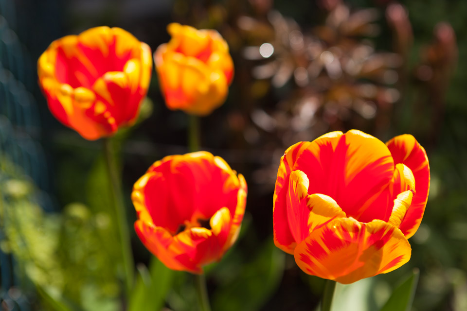 Spring_Flowers_IMG_4610.jpg
