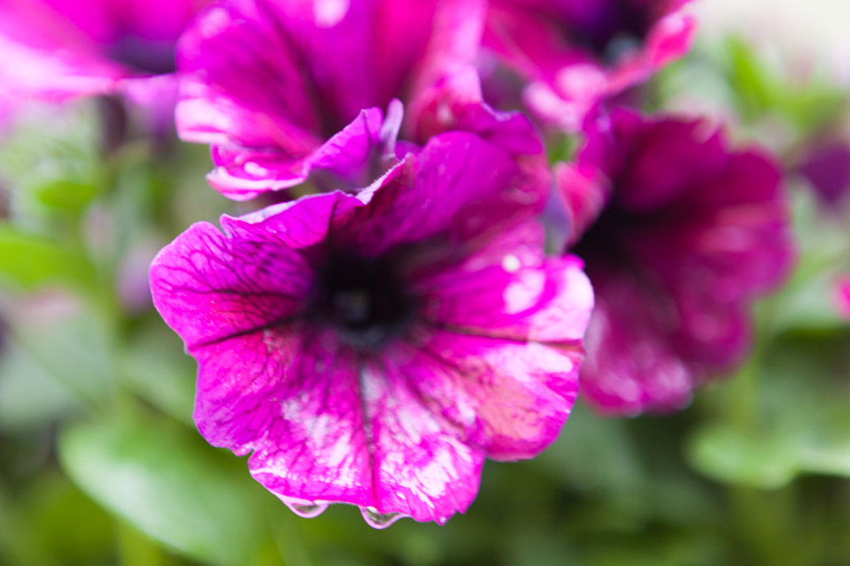 Spring_Flowers_IMG_4612.jpg
