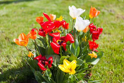 Spring_Flowers_IMG_4587.jpg