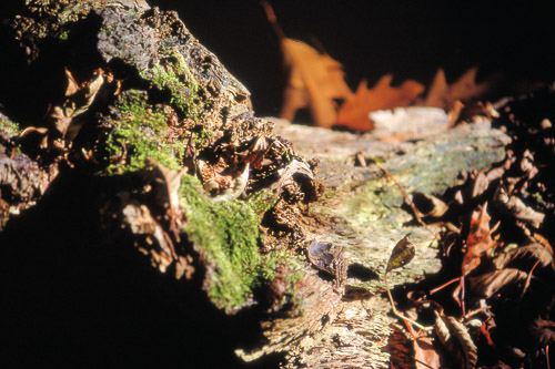 ebersberger-forst-04_1353405657_o.jpg
