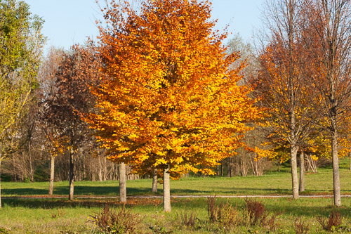 Autumn-IMG_9089.jpg