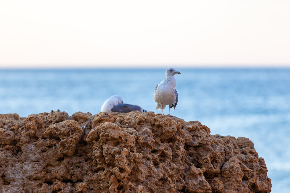 Faro-Shoot--IMG_6687.jpg