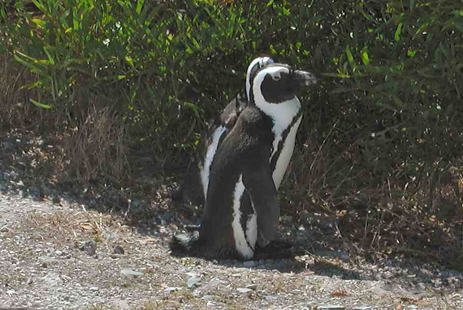 Capetown-pc2210017_261933470_o.jpg