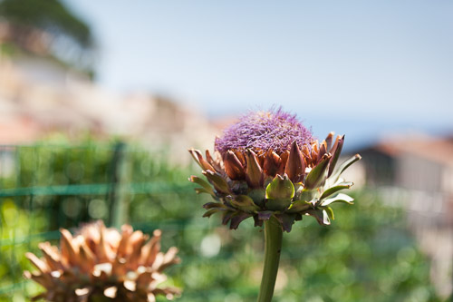 Cinque-Terre-IMG_9350.jpg