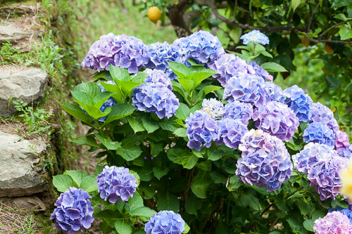 Cinque-Terre-IMG_9397.jpg Cinque-Terre-IMG_9397.jpg