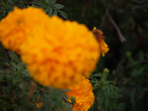 astellas-dresden-p9152231_4394356143_o.jpg astellas-dresden-p9152231_4394356143_o.jpg