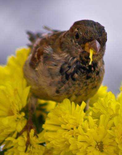 astellas-dresden-p9152238_4394357097_o.jpg astellas-dresden-p9152238_4394357097_o.jpg