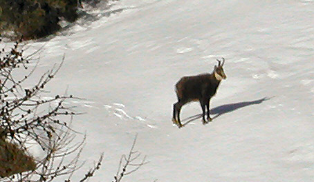 Engadin-p2100008_260911523_o.jpg Engadin-p2100008_260911523_o.jpg