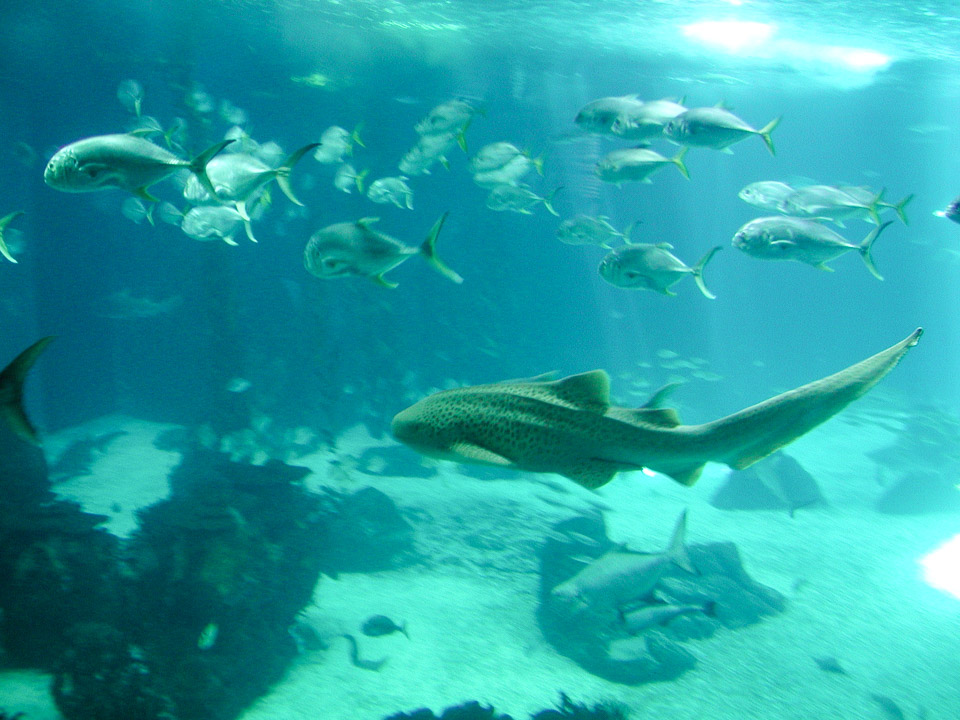 FSC-2002-P9180045.jpg